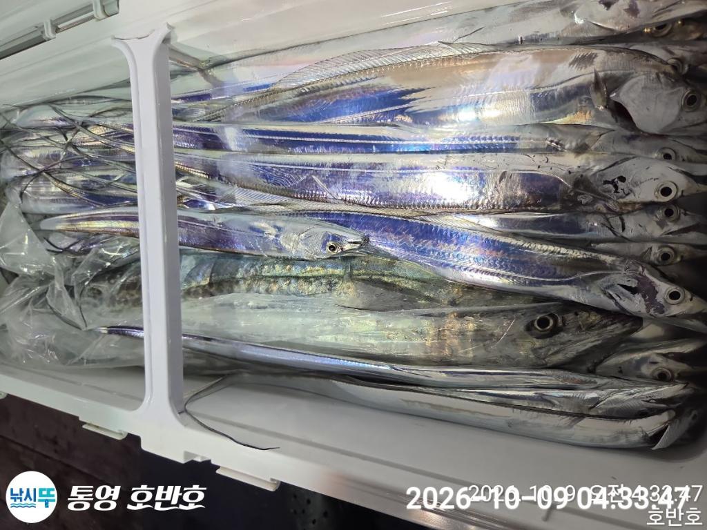 낚시뚜,갈치,통영 신전항,통영호반호,낚시뚜29