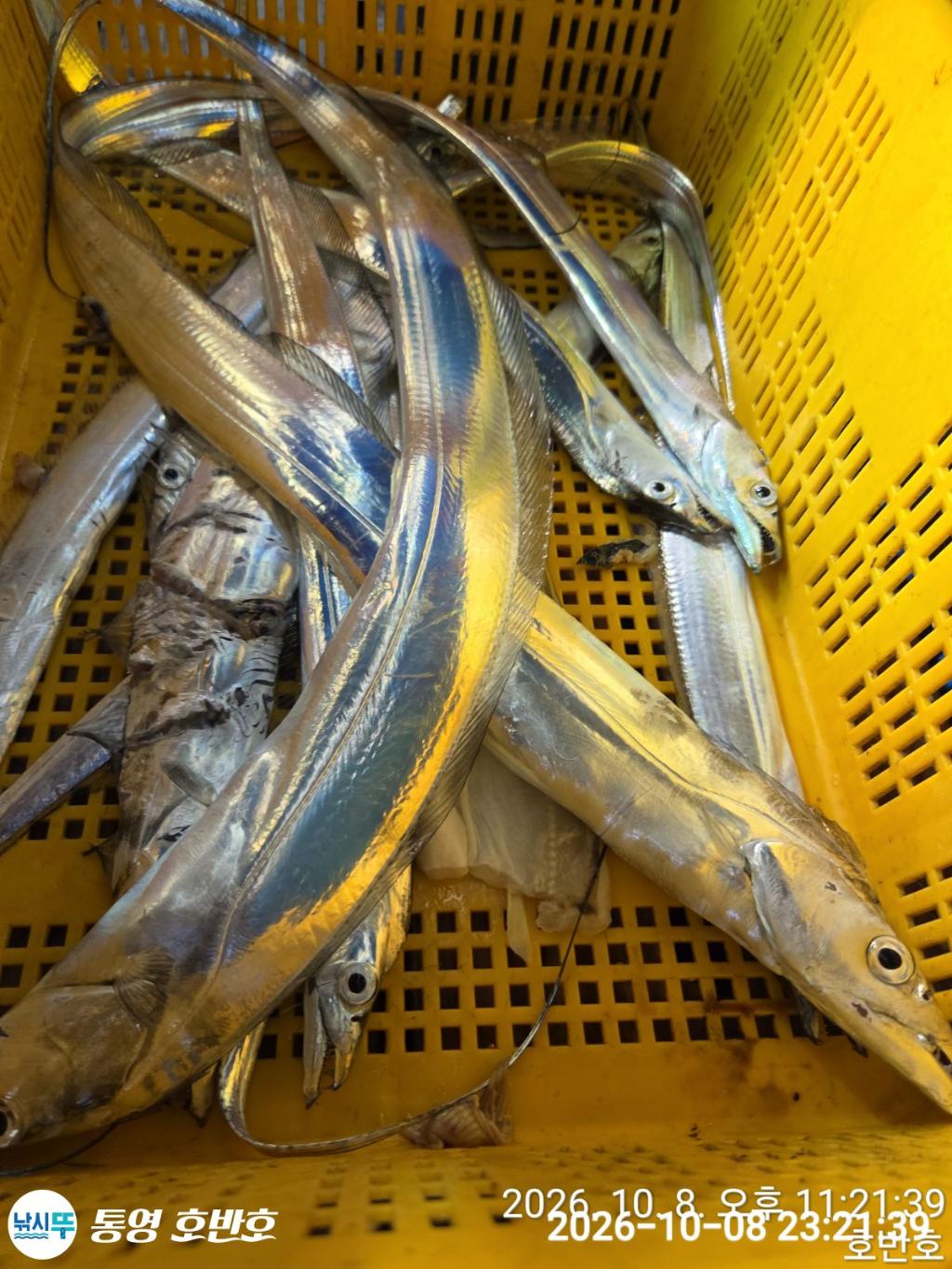 낚시뚜,갈치,통영 신전항,통영호반호,낚시뚜21