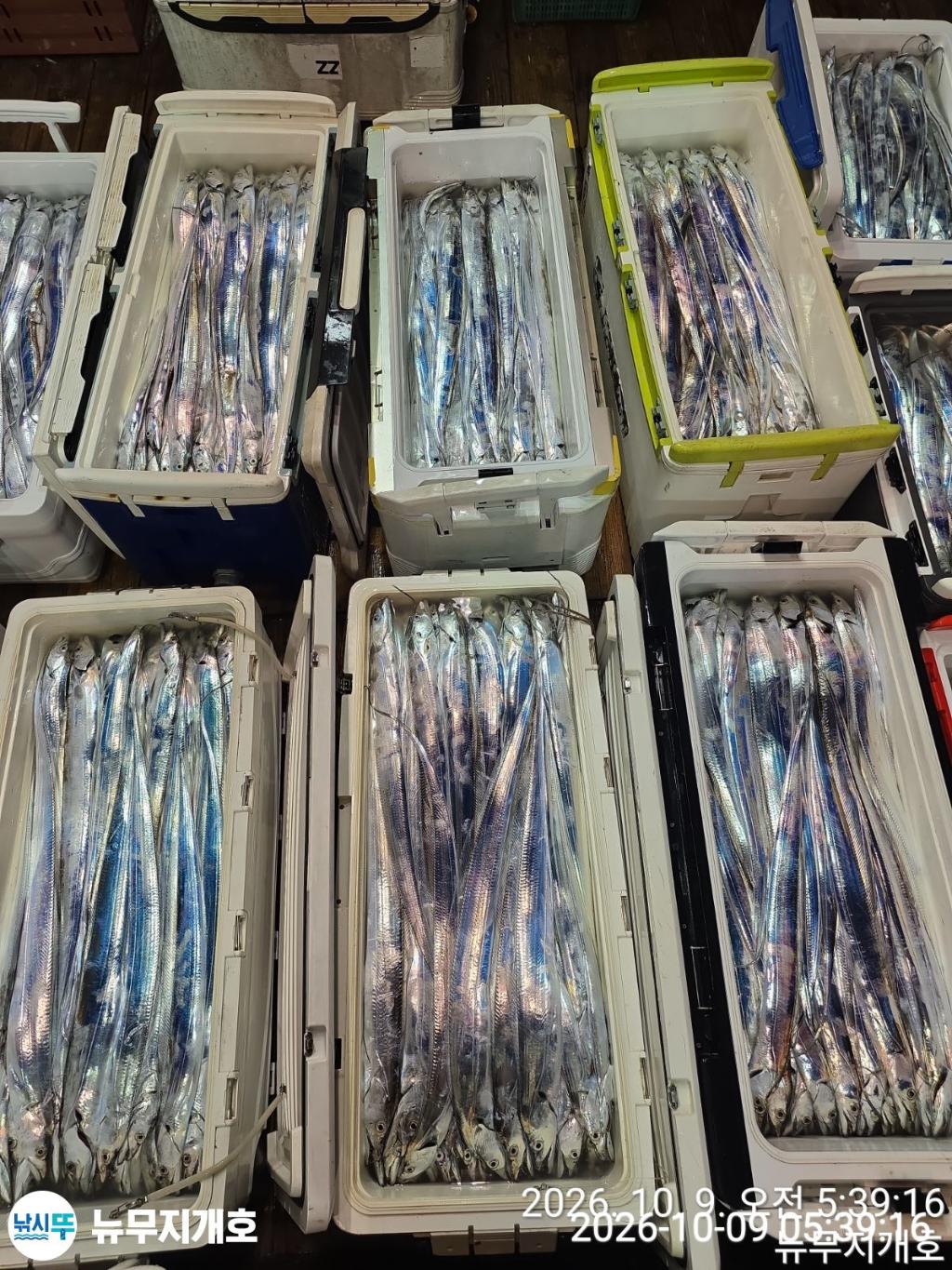 낚시뚜,갈치,통영영운리항,뉴무지개호,낚시뚜18