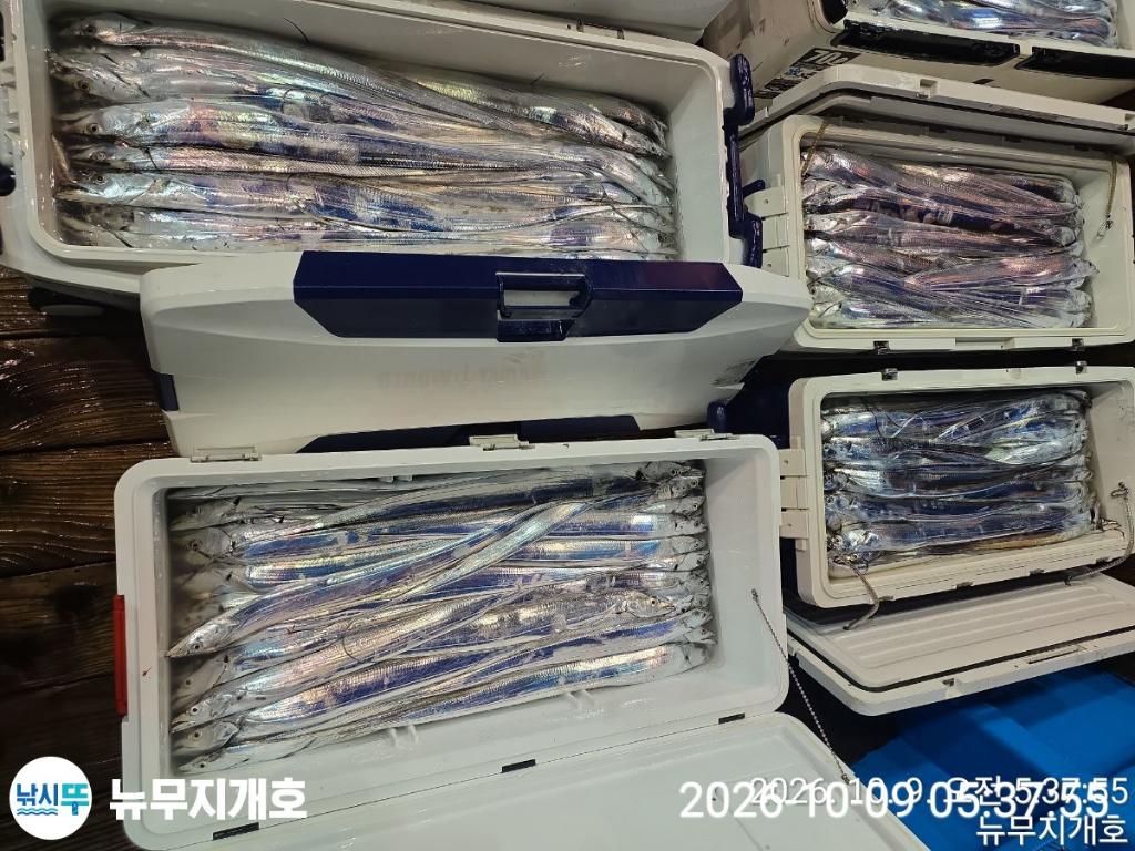 낚시뚜,갈치,통영영운리항,뉴무지개호,낚시뚜15