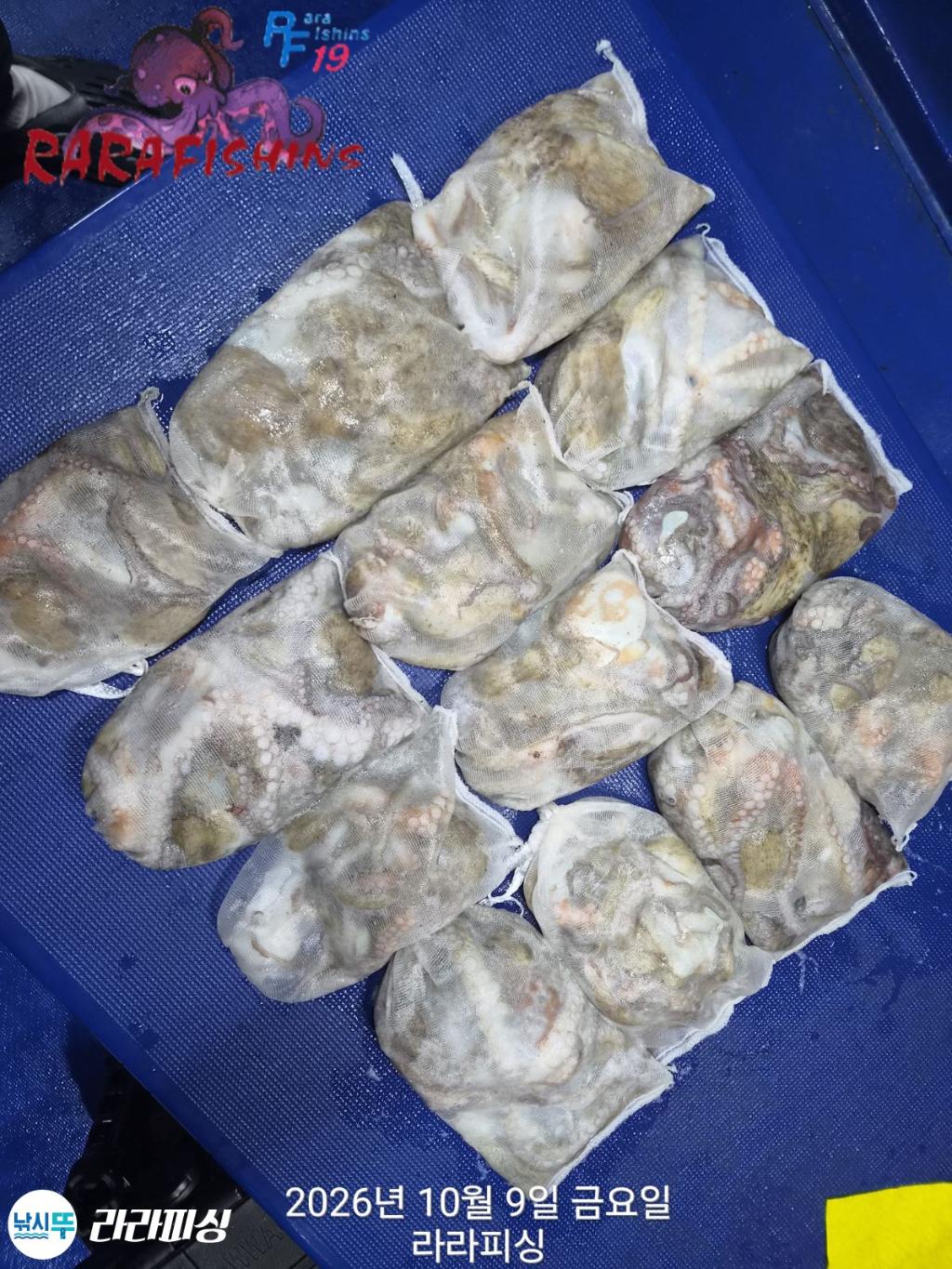 낚시뚜,돌문어,속천항(진해),라라피싱,낚시뚜18
