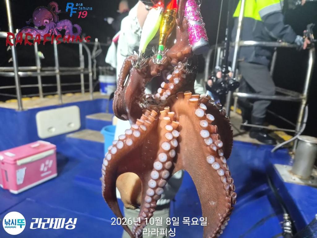 낚시뚜,돌문어,속천항(진해),라라피싱,낚시뚜6