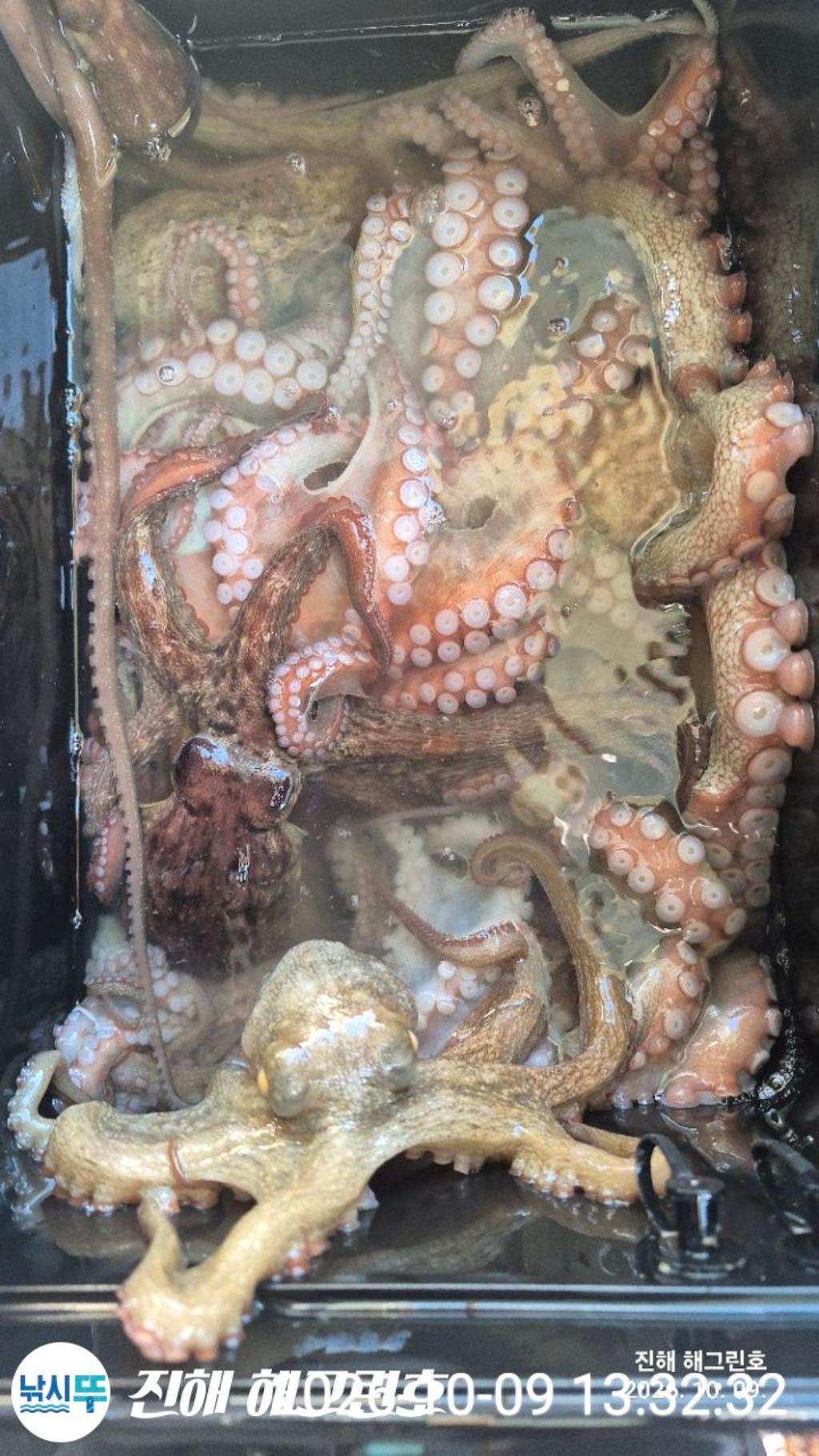 낚시뚜,돌문어,삼포항,진해 해그린호,낚시뚜1