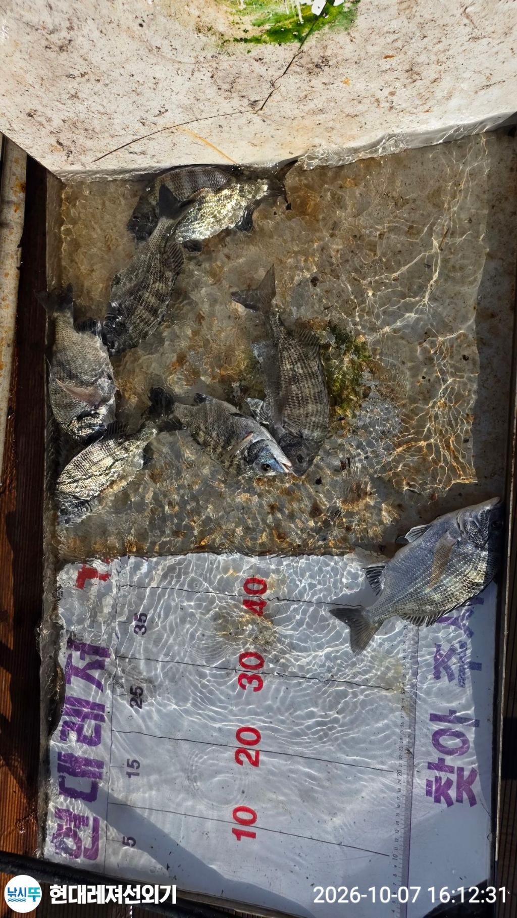 낚시뚜,감성돔,갑오징어,돌문어,풍화상장마을,통영 현대레져선외기,낚시뚜9