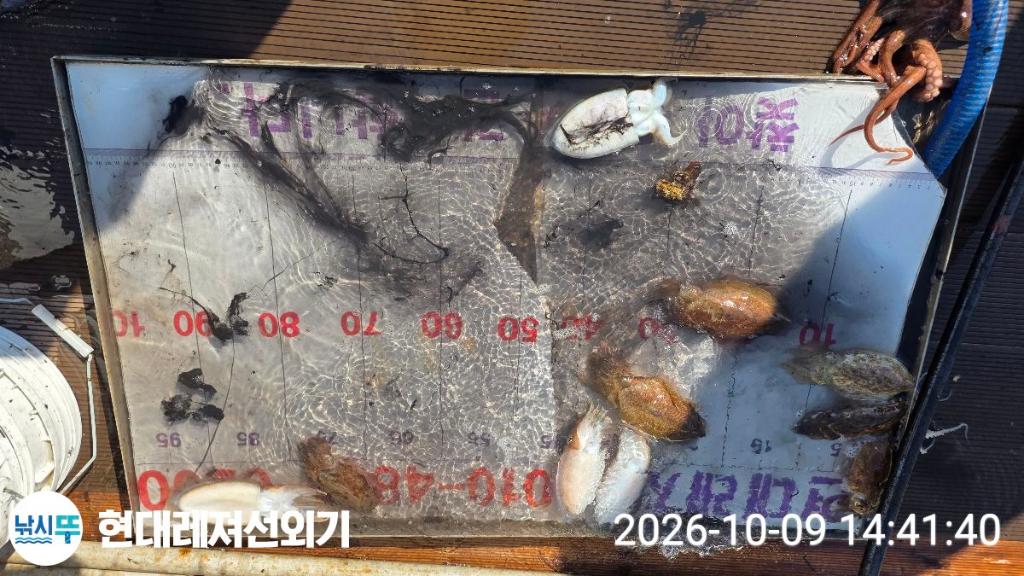 낚시뚜,감성돔,갑오징어,돌문어,풍화상장마을,통영 현대레져선외기,낚시뚜8