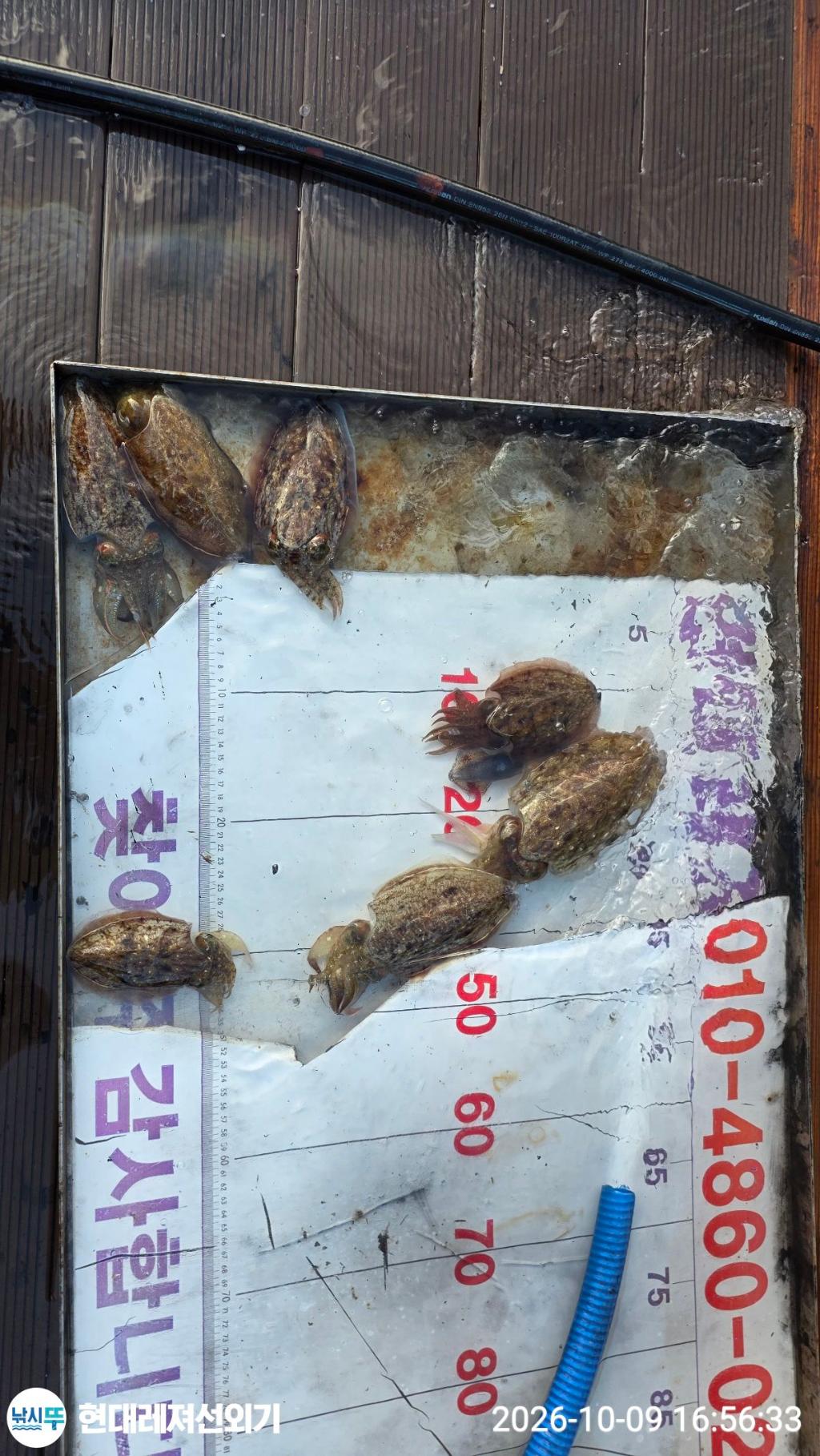 낚시뚜,감성돔,갑오징어,돌문어,풍화상장마을,통영 현대레져선외기,낚시뚜7