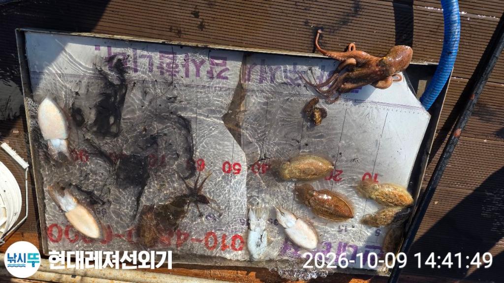 낚시뚜,감성돔,갑오징어,돌문어,풍화상장마을,통영 현대레져선외기,낚시뚜6