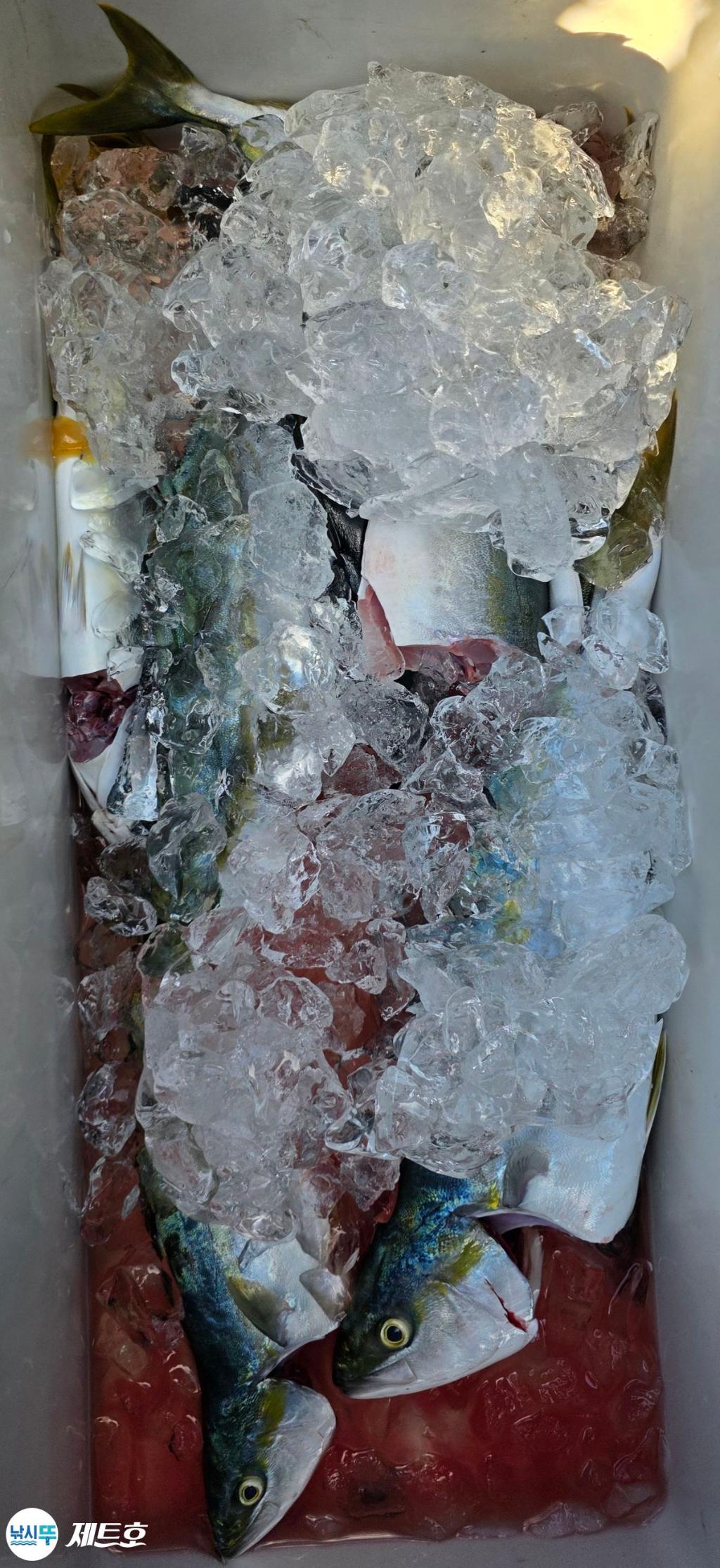 낚시뚜,삼치,방어,영일만항,포항 제트호,낚시뚜16