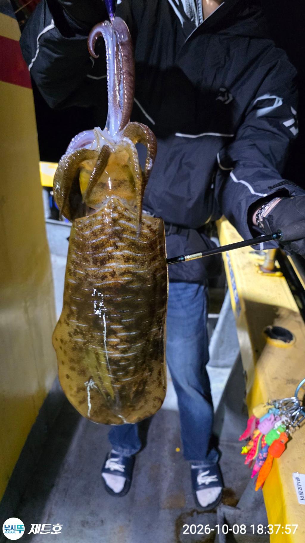 낚시뚜,무늬오징어,영일만항,포항 제트호,낚시뚜0
