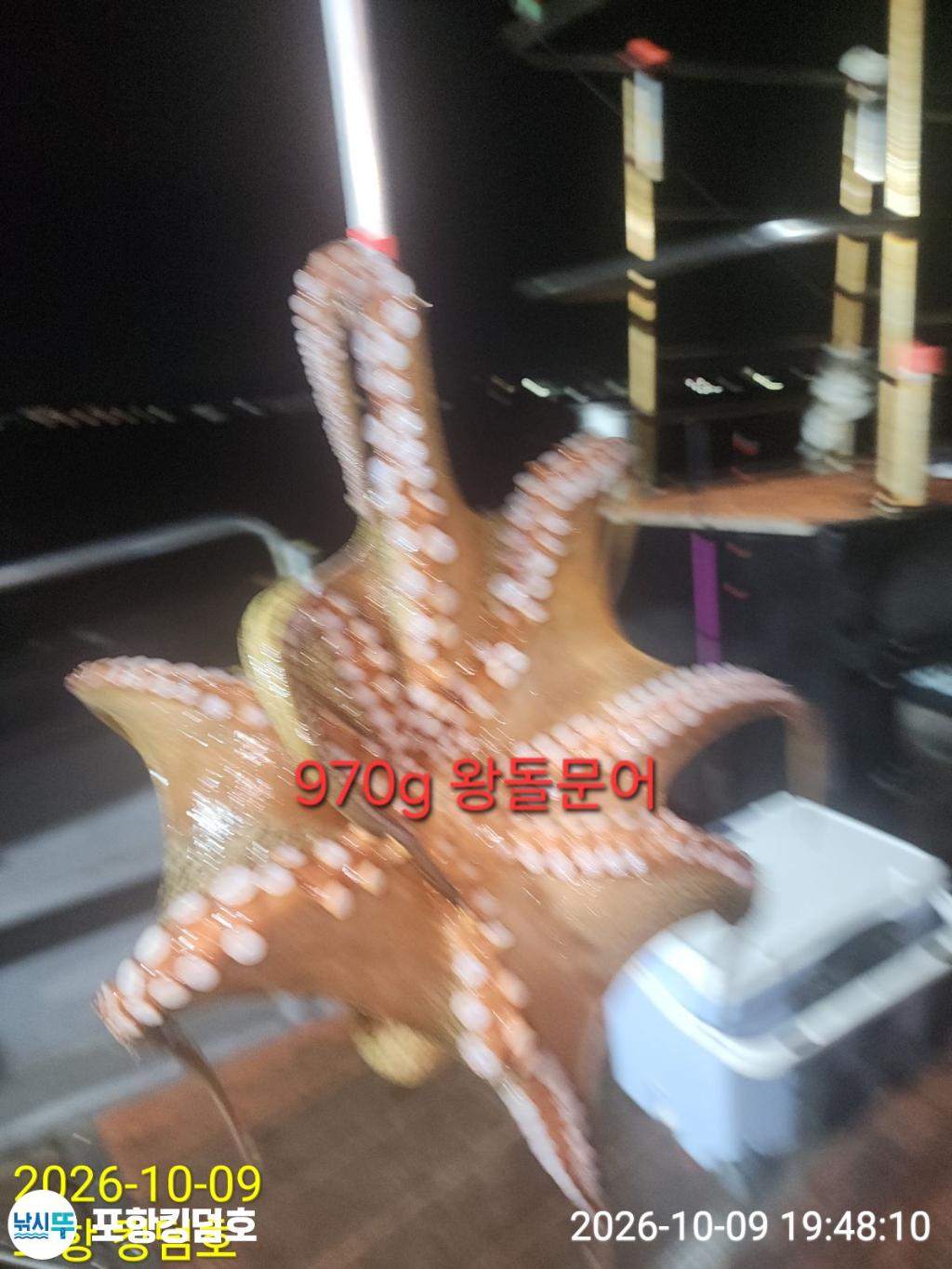 낚시뚜,돌문어,영일만항,포항 킹덤호,낚시뚜26