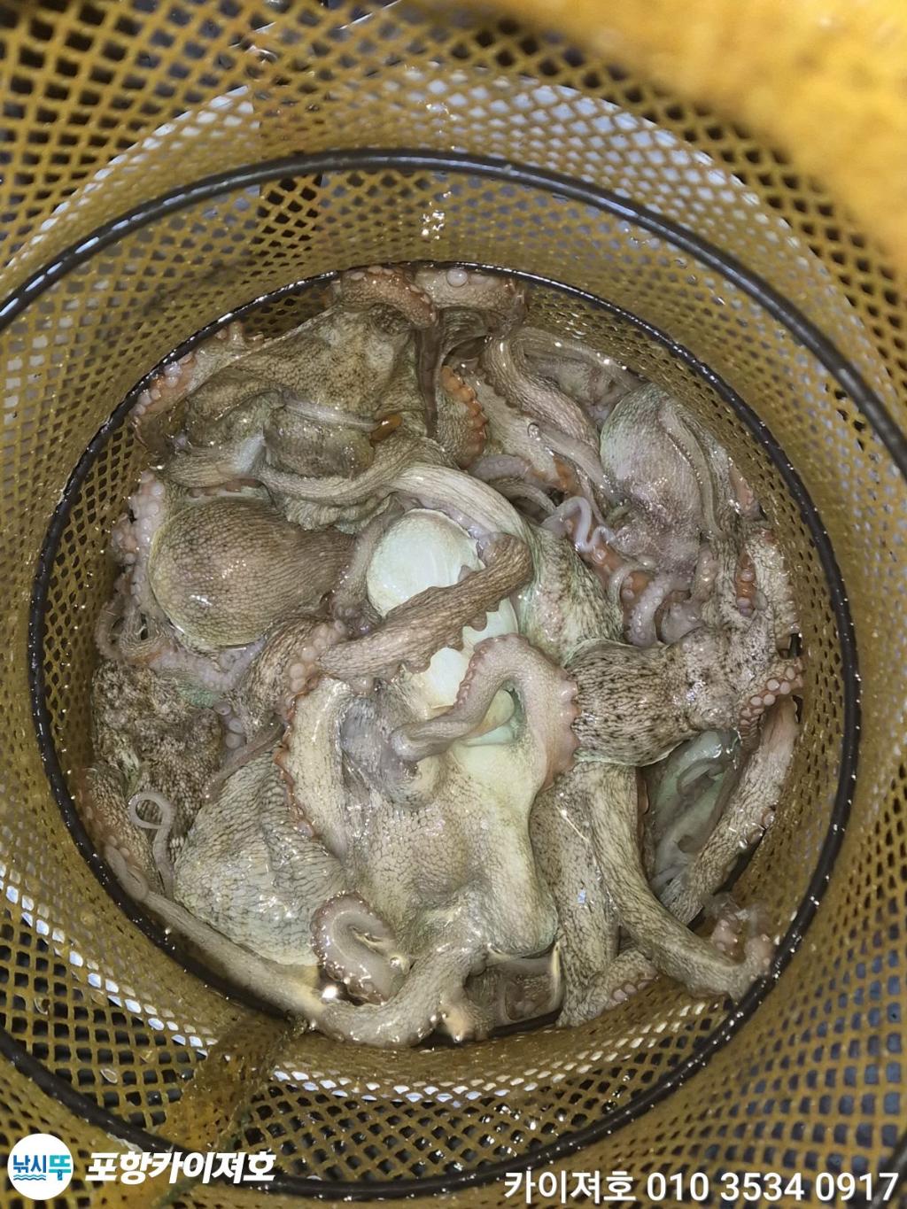 낚시뚜,기타 (직접입력),영일만항,포항카이져호,낚시뚜54