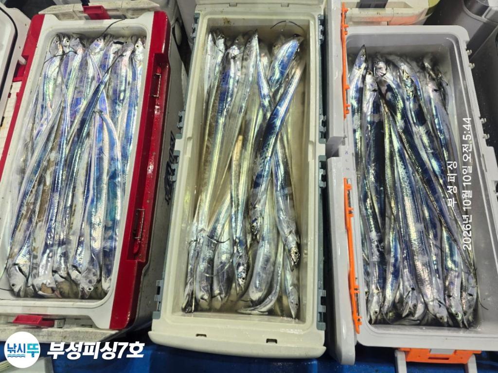 낚시뚜,갈치,통영영운리항,부성피싱7호,낚시뚜34