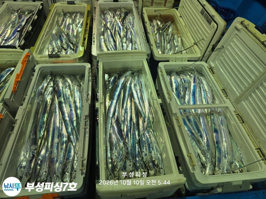 낚시뚜,갈치,통영영운리항,부성피싱7호,낚시뚜32