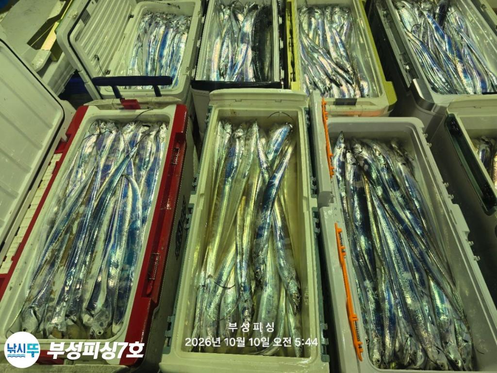 낚시뚜,갈치,통영영운리항,부성피싱7호,낚시뚜31