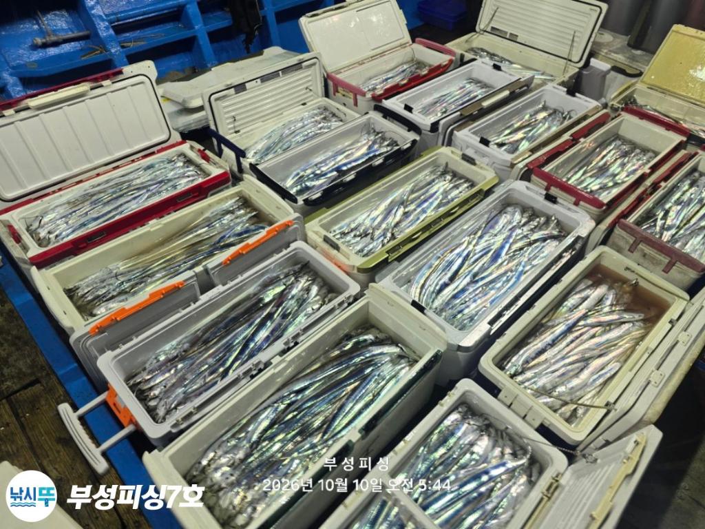 낚시뚜,갈치,통영영운리항,부성피싱7호,낚시뚜30