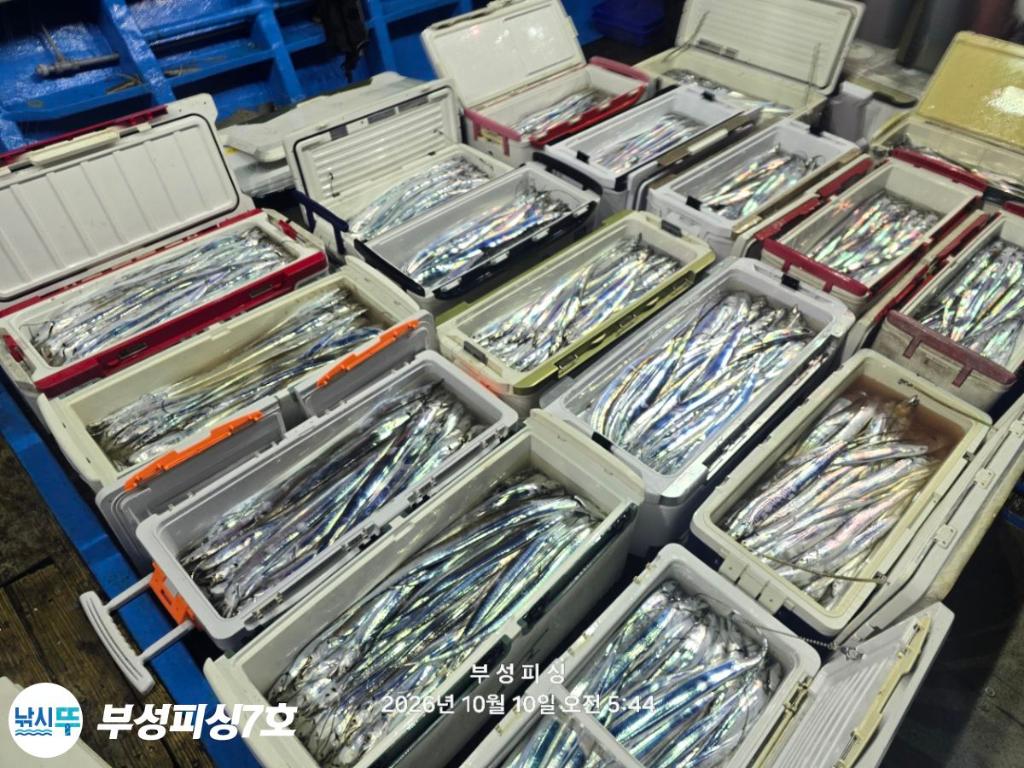 낚시뚜,갈치,통영영운리항,부성피싱7호,낚시뚜29