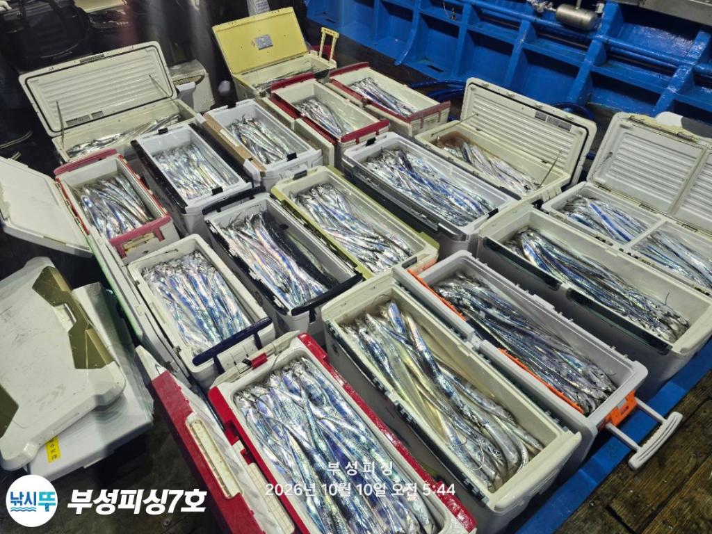 낚시뚜,갈치,통영영운리항,부성피싱7호,낚시뚜28