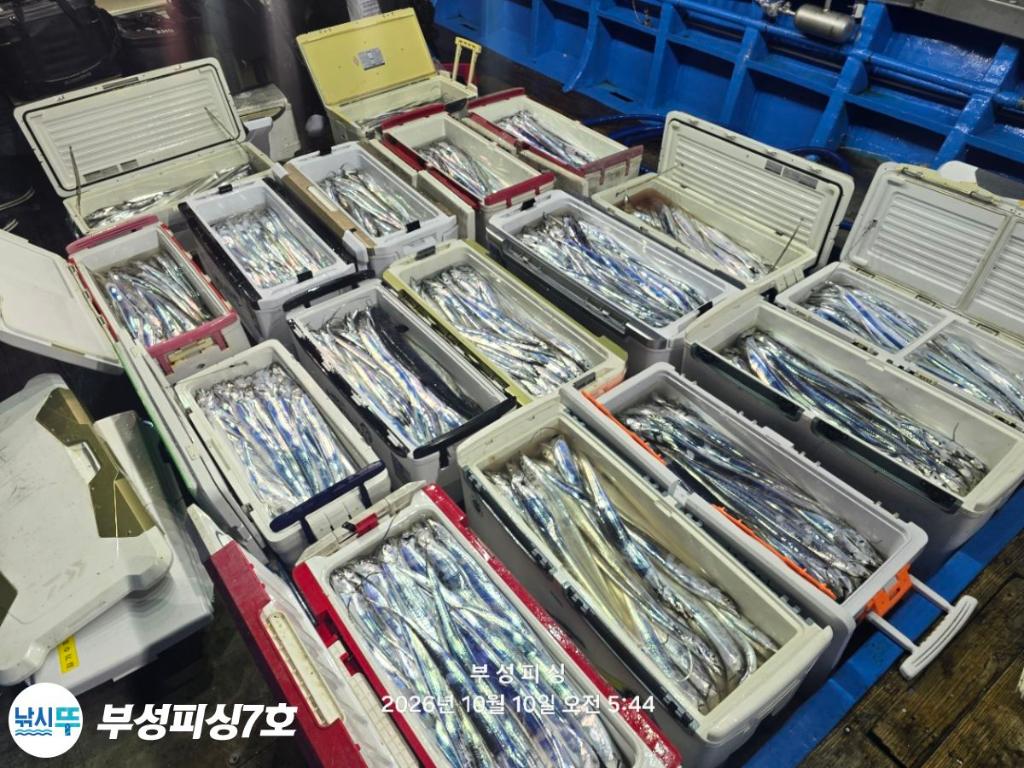 낚시뚜,갈치,통영영운리항,부성피싱7호,낚시뚜27