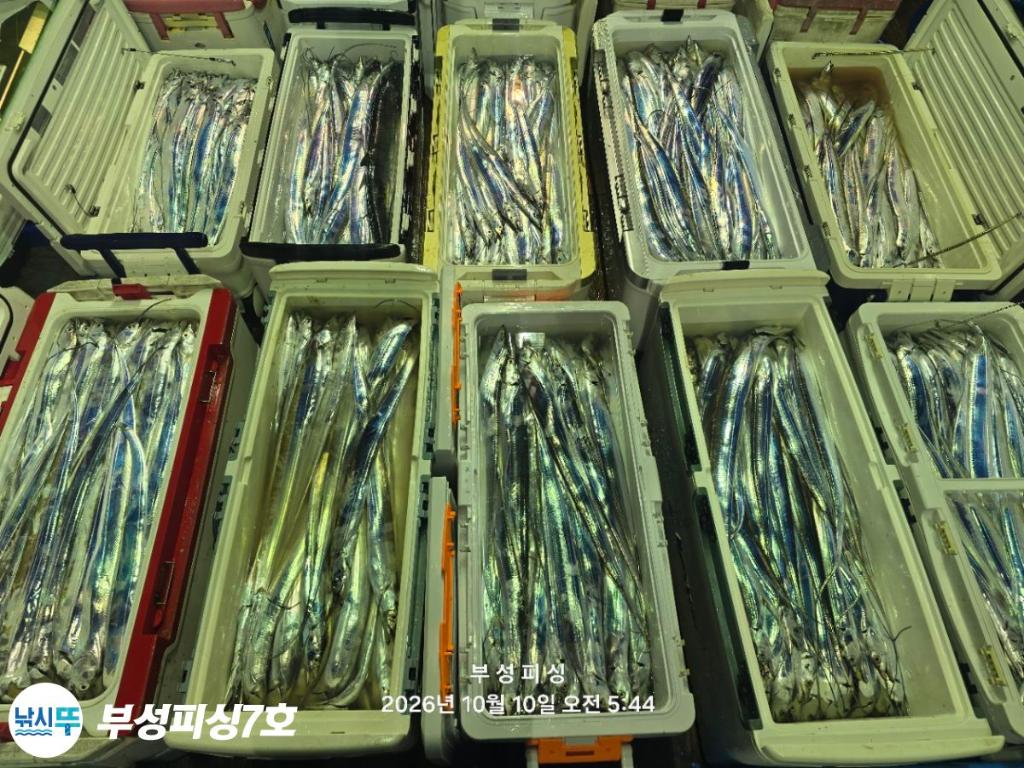 낚시뚜,갈치,통영영운리항,부성피싱7호,낚시뚜26