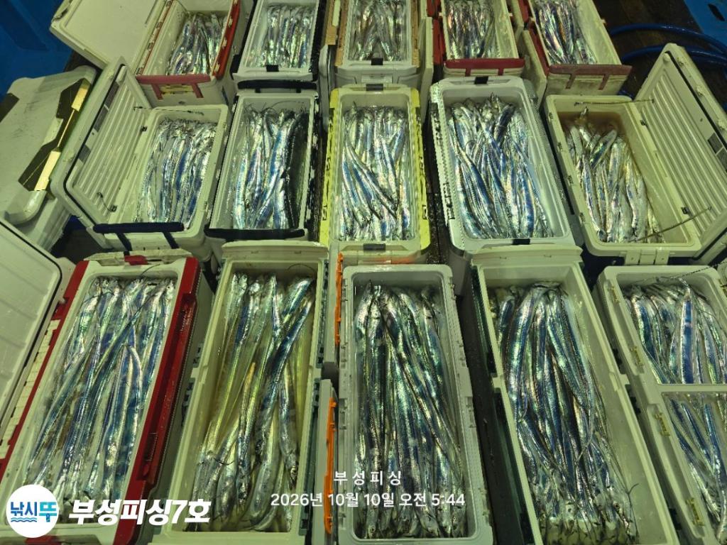 낚시뚜,갈치,통영영운리항,부성피싱7호,낚시뚜25