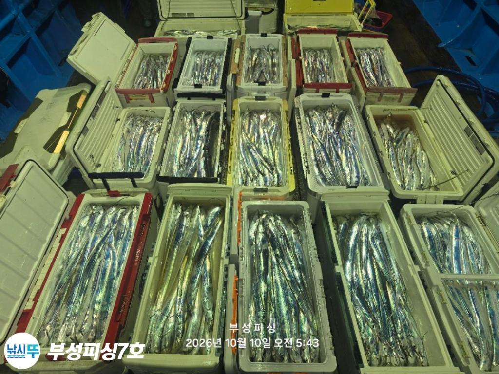 낚시뚜,갈치,통영영운리항,부성피싱7호,낚시뚜24