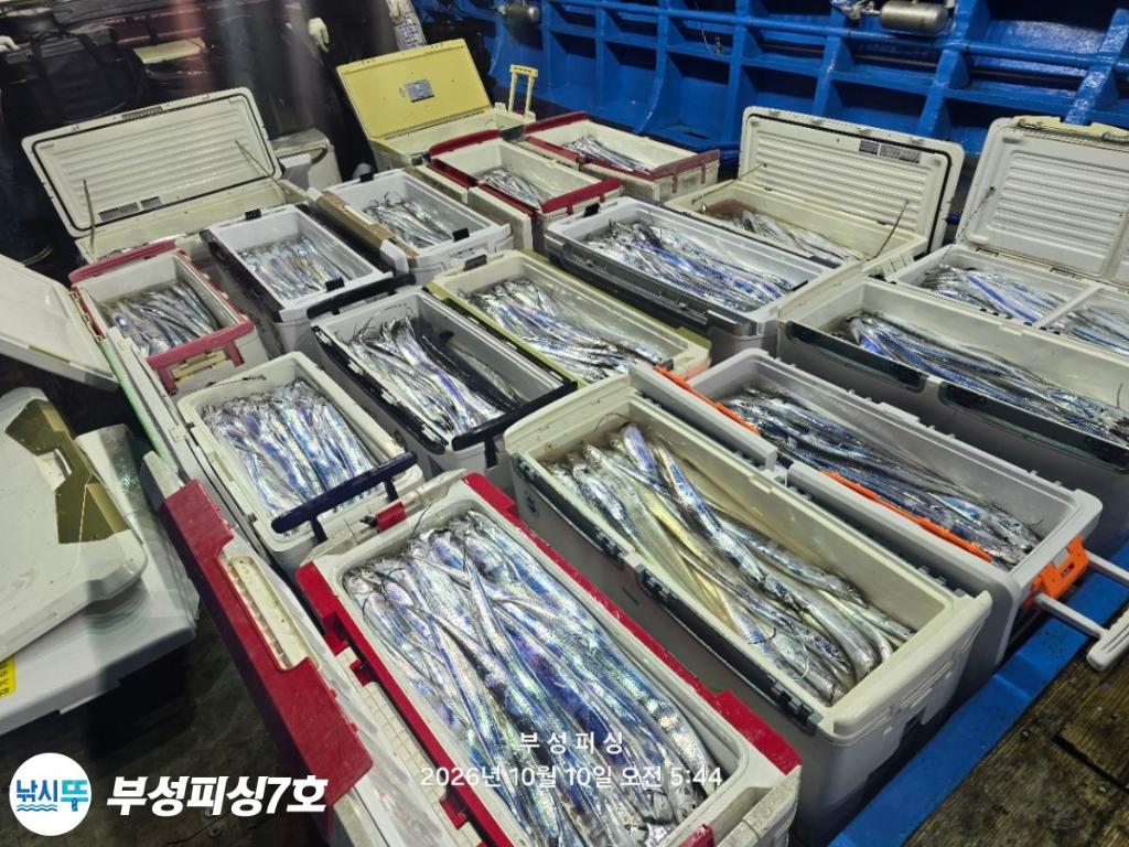 낚시뚜,갈치,통영영운리항,부성피싱7호,낚시뚜1