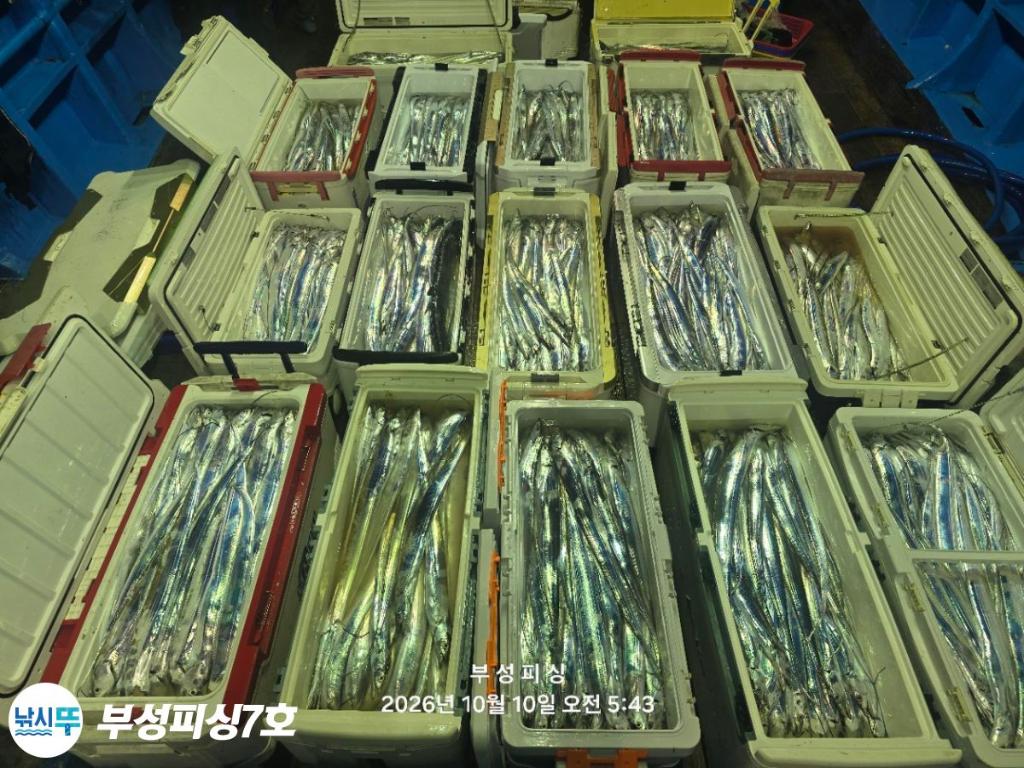 낚시뚜,갈치,통영영운리항,부성피싱7호,낚시뚜0