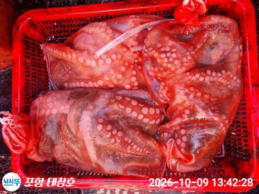낚시뚜,돌문어,영일만항,포항 태창호,낚시뚜27