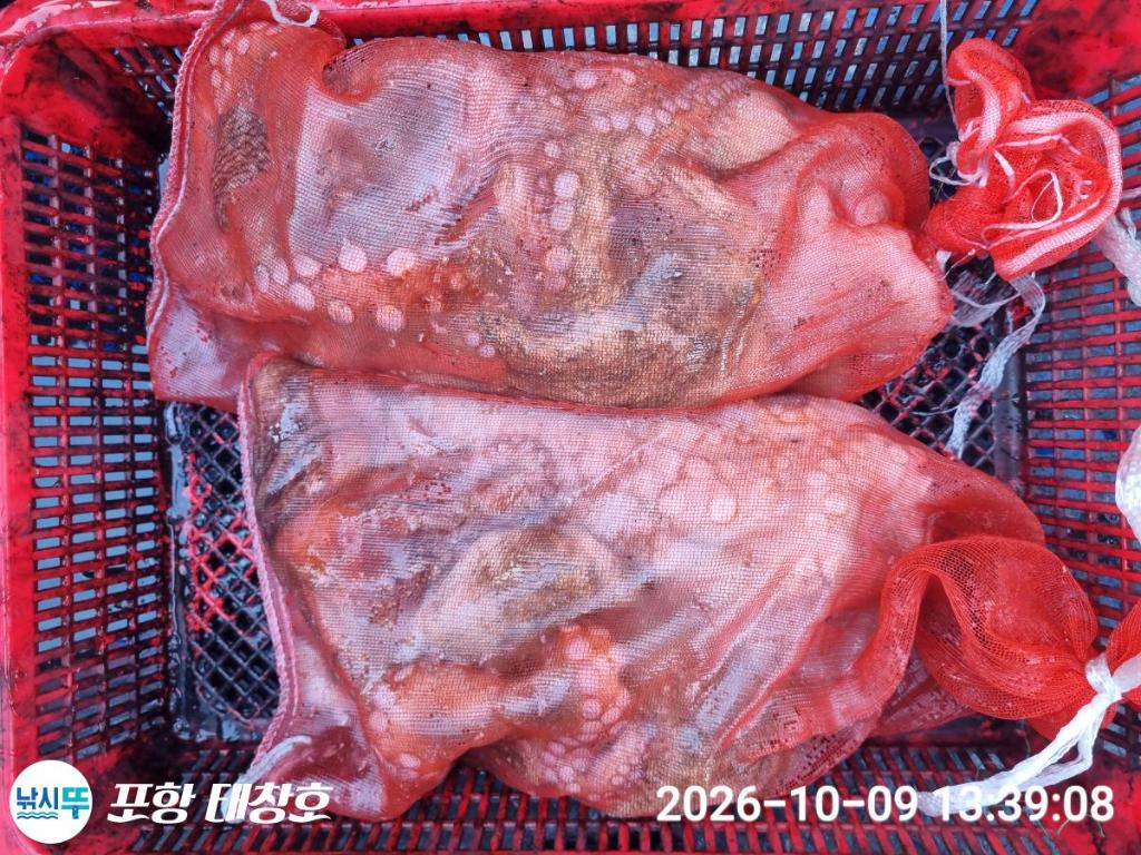 낚시뚜,돌문어,영일만항,포항 태창호,낚시뚜17