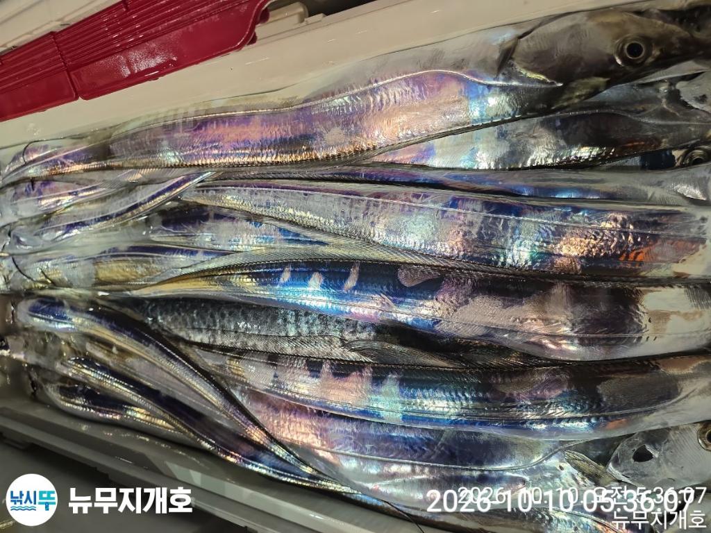 낚시뚜,갈치,통영영운리항,뉴무지개호,낚시뚜13