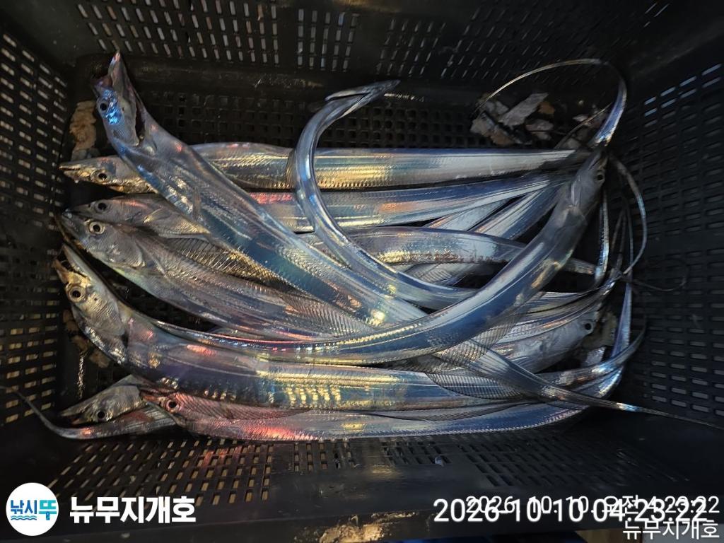 낚시뚜,갈치,통영영운리항,뉴무지개호,낚시뚜10