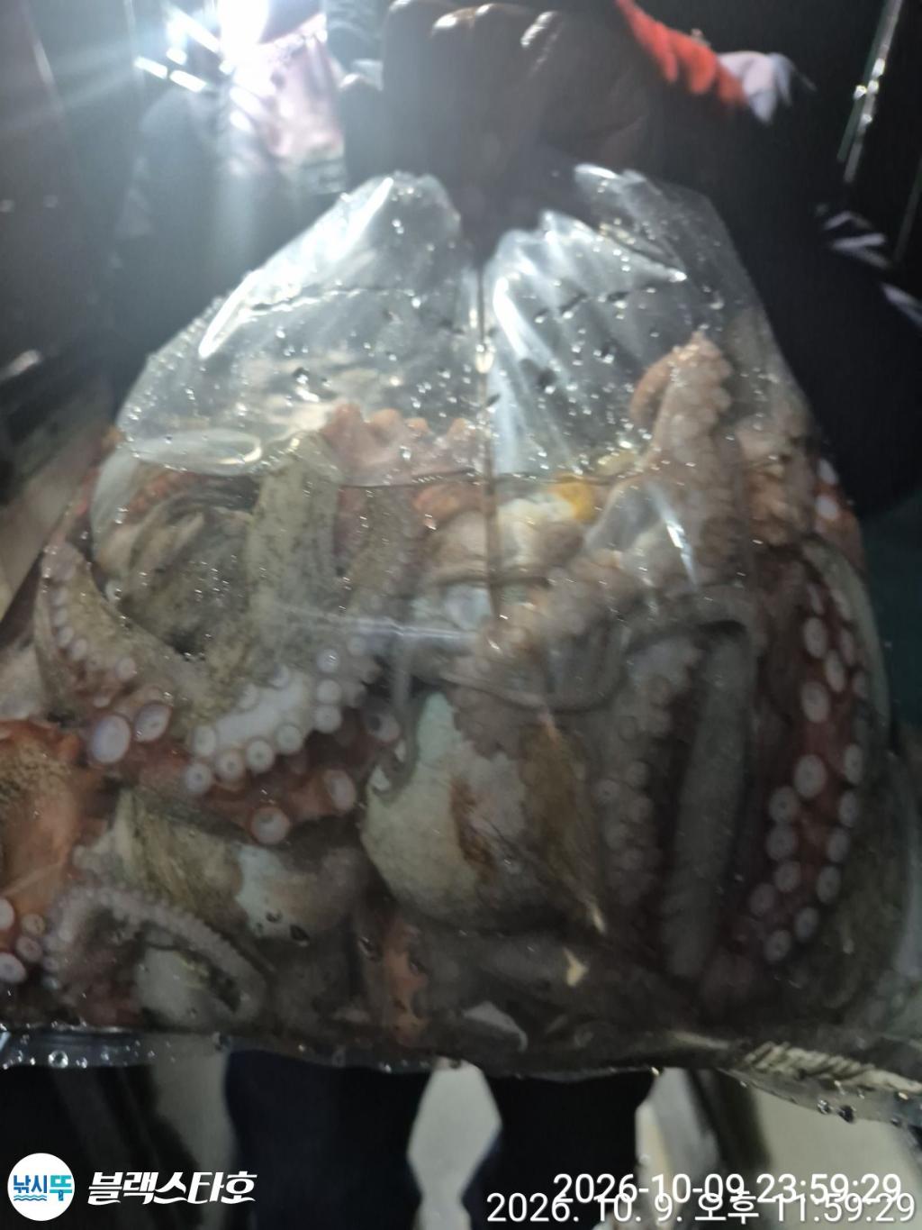 낚시뚜,돌문어,삼천포 팔포항,삼천포 블랙스타,낚시뚜18