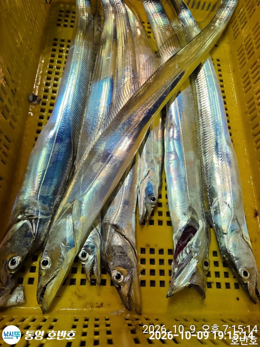 낚시뚜,갈치,통영 신전항,통영호반호,낚시뚜29