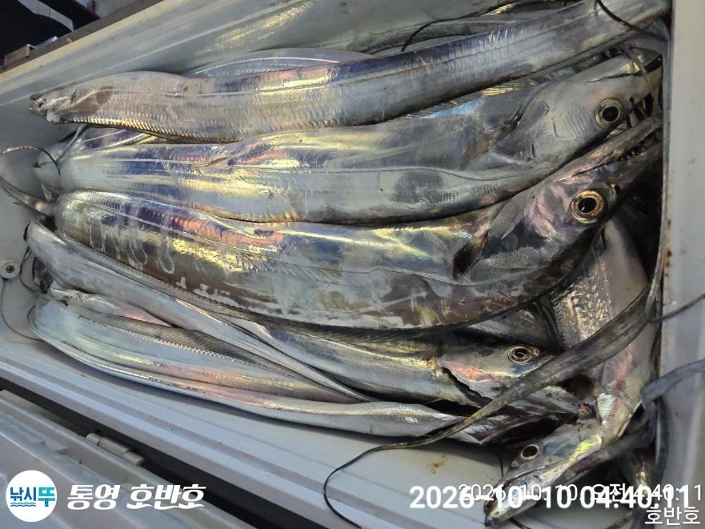 낚시뚜,갈치,통영 신전항,통영호반호,낚시뚜25