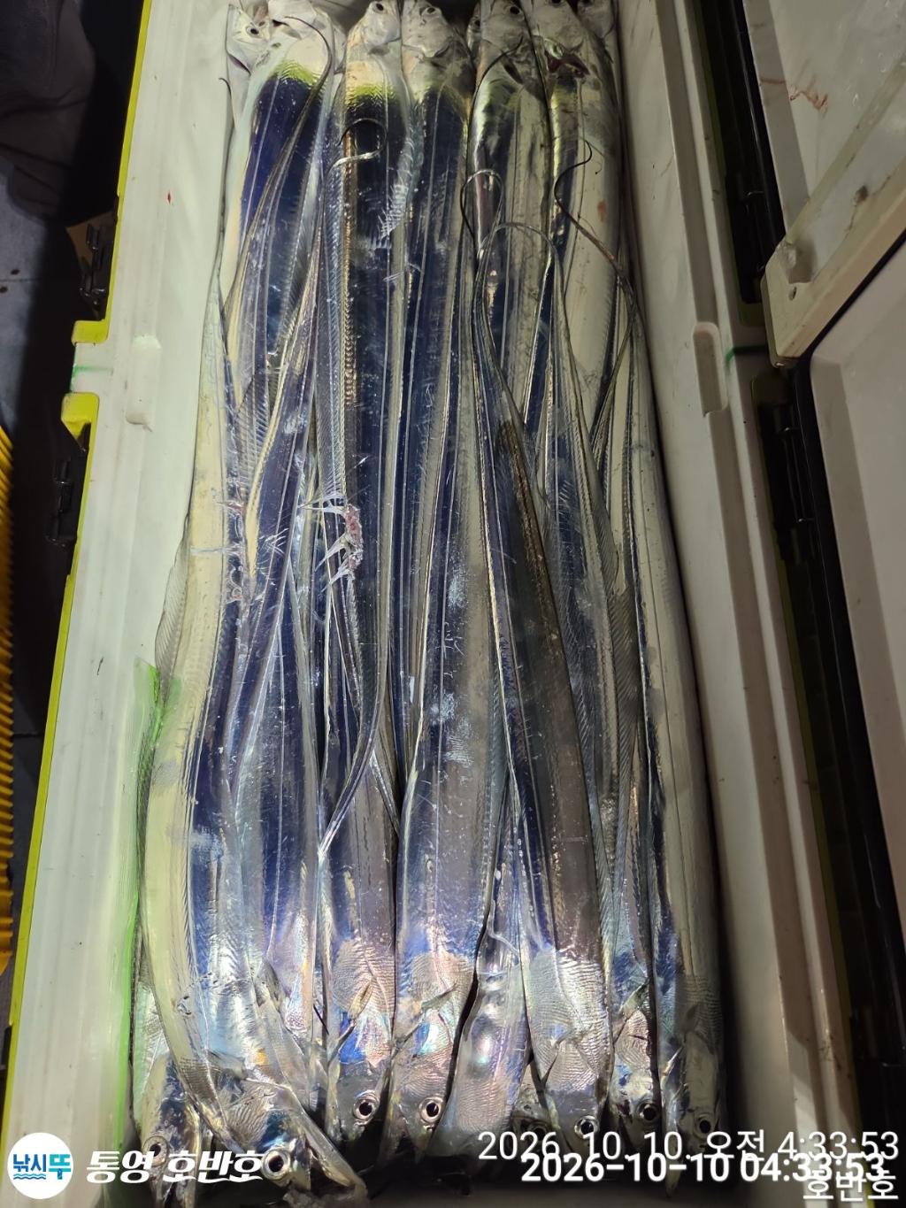 낚시뚜,갈치,통영 신전항,통영호반호,낚시뚜24