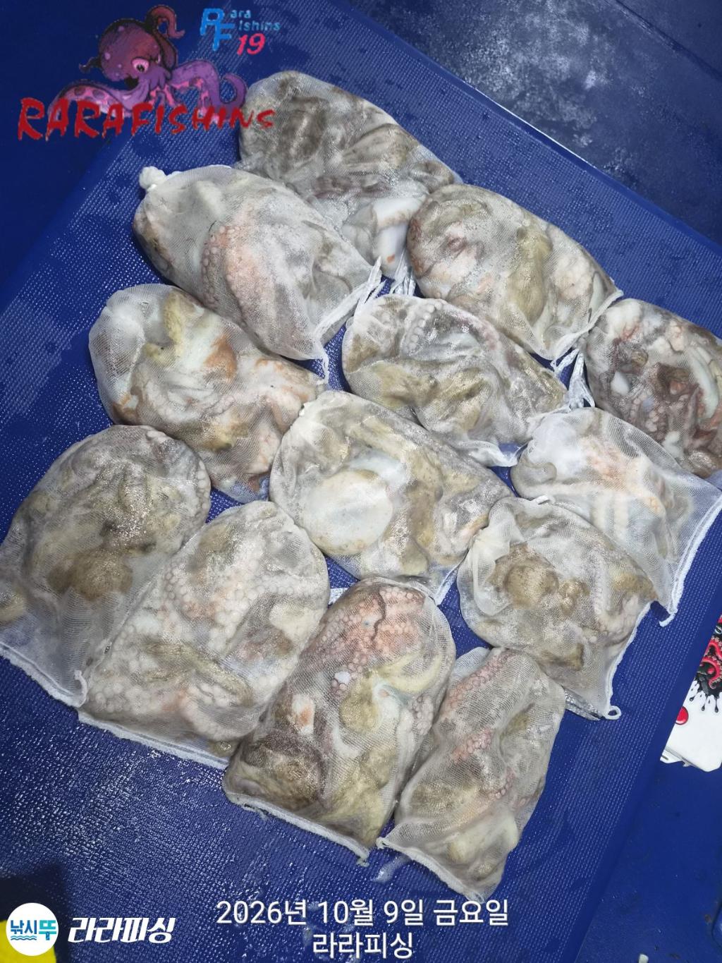 낚시뚜,돌문어,속천항(진해),라라피싱,낚시뚜11