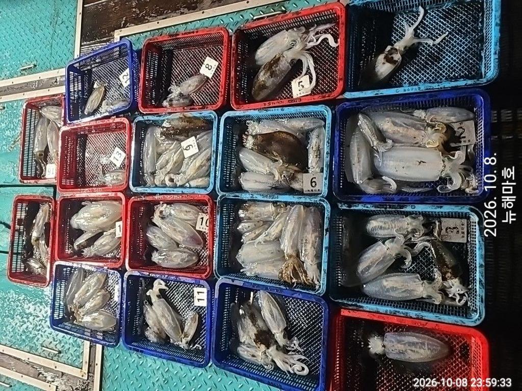 낚시뚜,무늬오징어,영일만항,뉴해마호,낚시뚜1