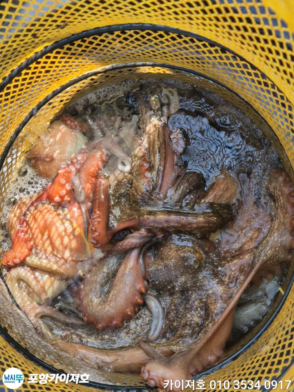 낚시뚜,돌문어,영일만항,포항카이져호,낚시뚜53