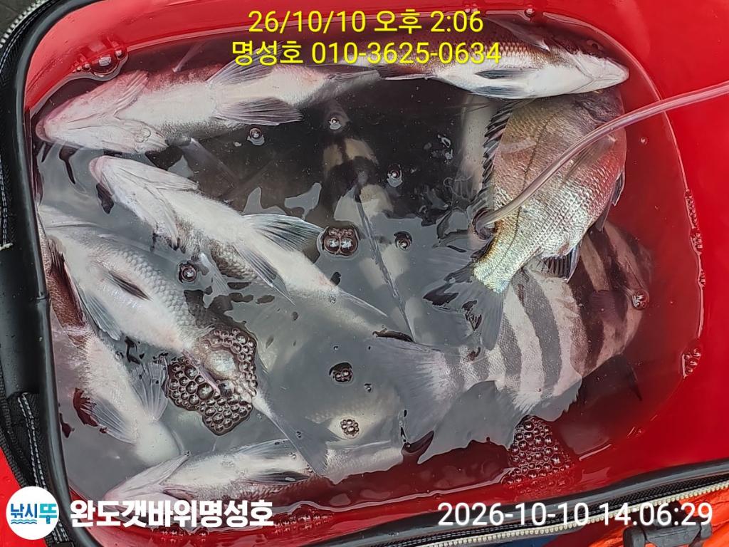 낚시뚜,감성돔,돌돔,완도항,완도해남 명성호,낚시뚜1