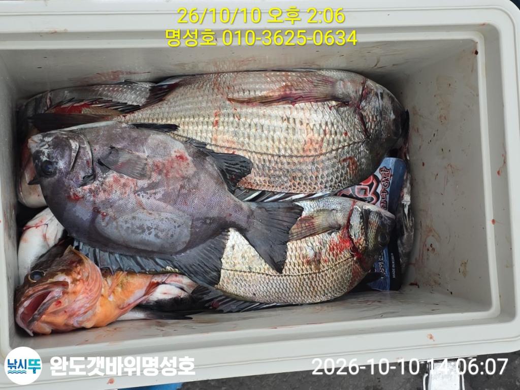 낚시뚜,감성돔,돌돔,완도항,완도해남 명성호,낚시뚜0