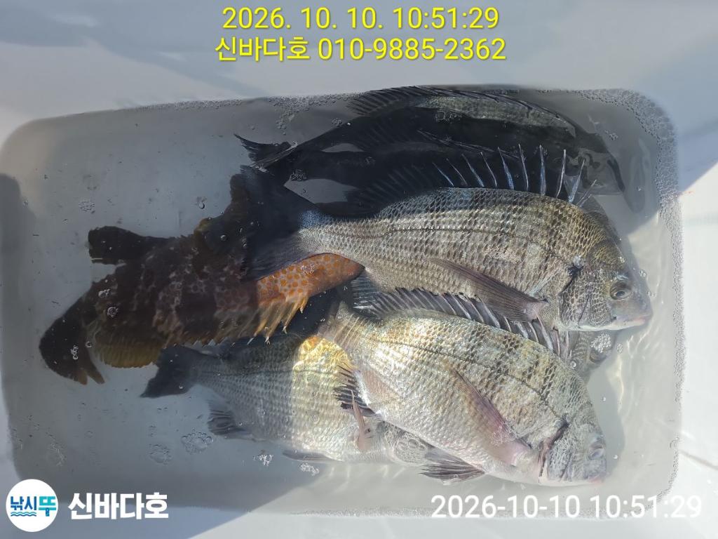 낚시뚜,감성돔,돌돔,해남 어란진항,신바다호,낚시뚜6