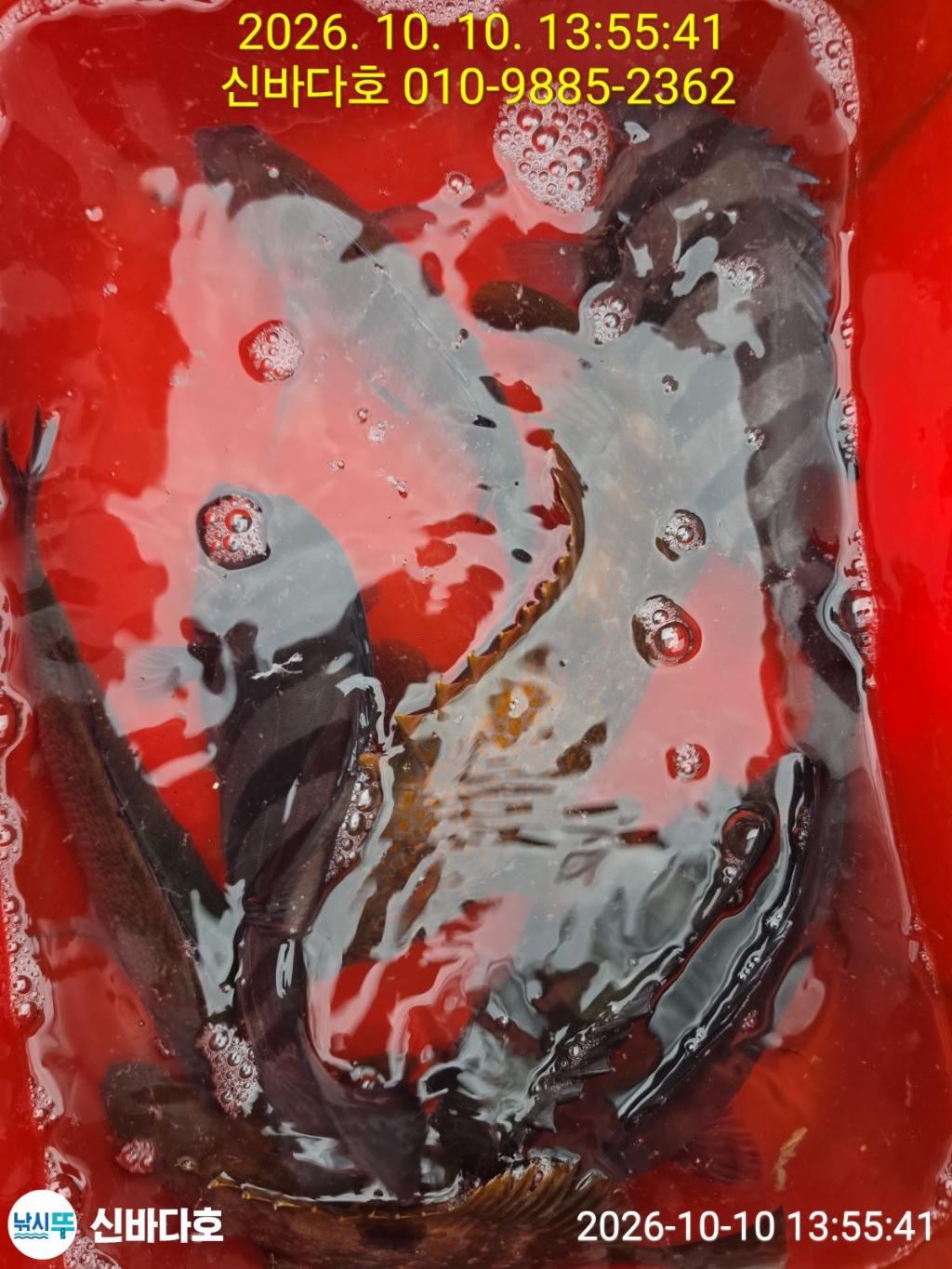 낚시뚜,감성돔,돌돔,해남 어란진항,신바다호,낚시뚜5