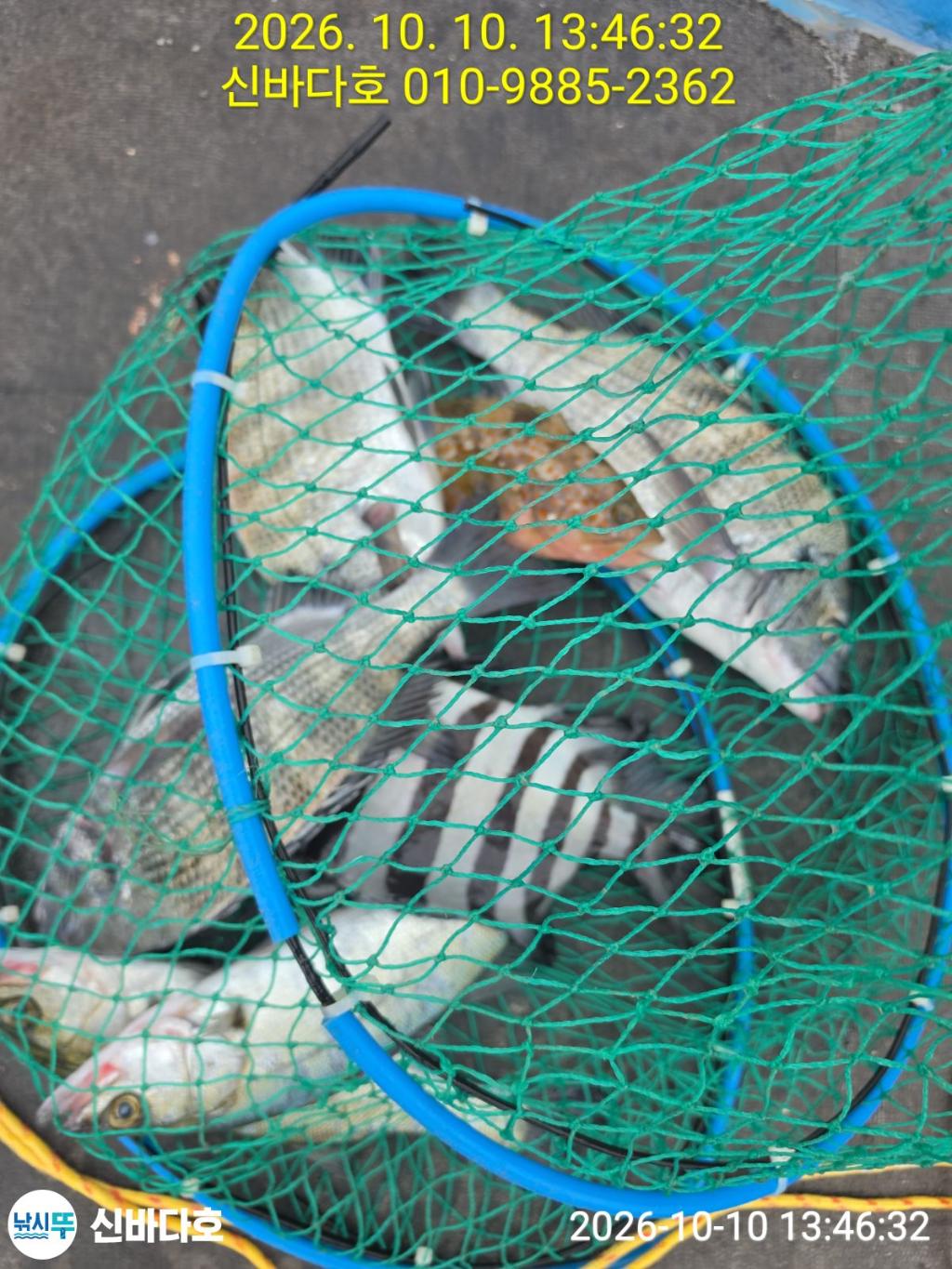 낚시뚜,감성돔,돌돔,해남 어란진항,신바다호,낚시뚜3