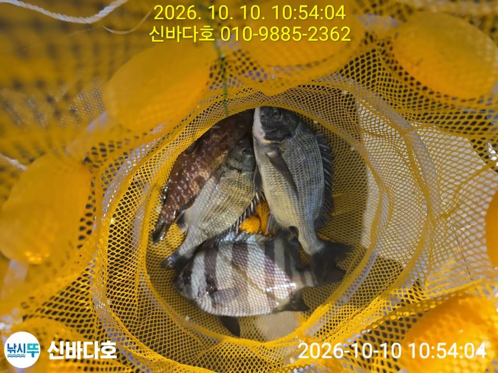 낚시뚜,감성돔,돌돔,해남 어란진항,신바다호,낚시뚜2