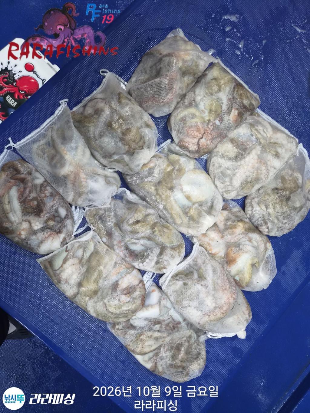낚시뚜,돌문어,속천항(진해),라라피싱,낚시뚜12