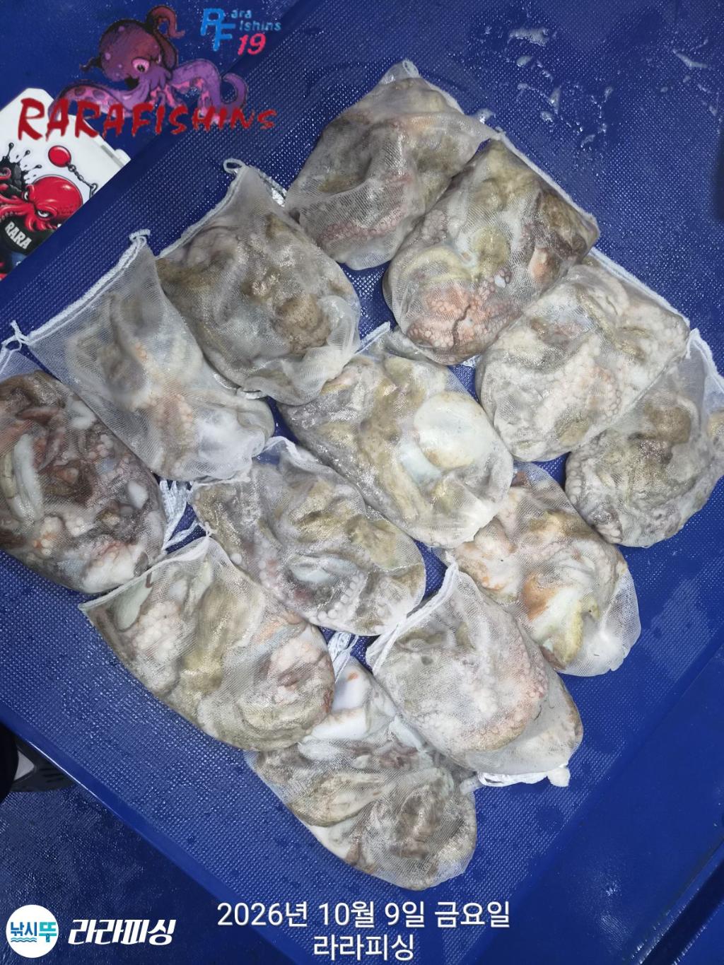 낚시뚜,돌문어,속천항(진해),라라피싱,낚시뚜11