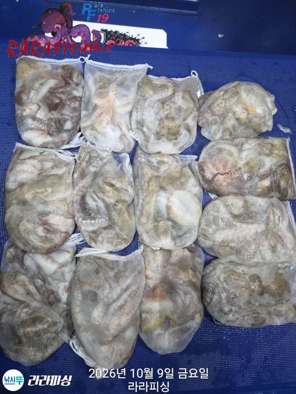 낚시뚜,돌문어,속천항(진해),라라피싱,낚시뚜0