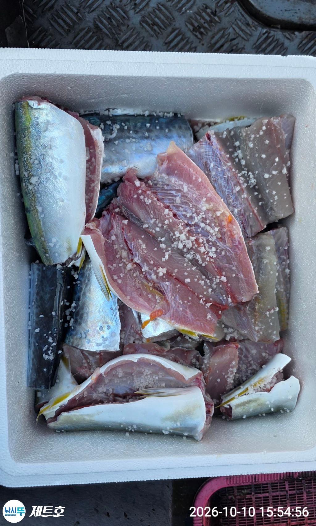 낚시뚜,방어,삼치,영일만항,포항 제트호,낚시뚜23