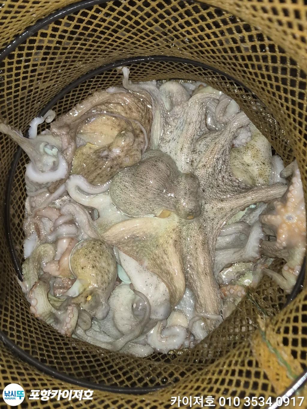 낚시뚜,기타 (직접입력),영일만항,포항카이져호,낚시뚜50