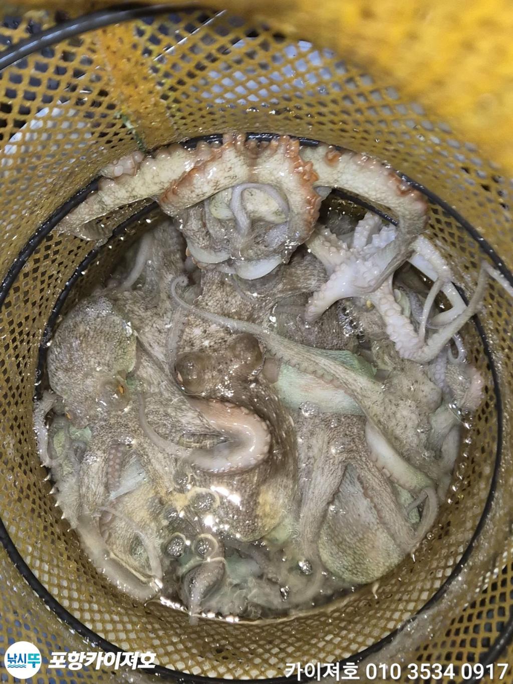 낚시뚜,기타 (직접입력),영일만항,포항카이져호,낚시뚜39